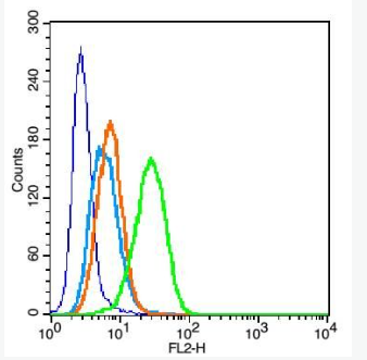 Anti-CRTAM antibody-T细胞调控相关蛋白抗体