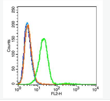 Anti-SLC27A4 antibody-长链脂肪酸转运蛋白4抗体
