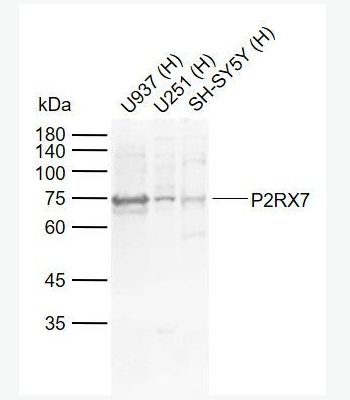 Anti-P2RX7 antibody-嘌呤受体P2X7抗体