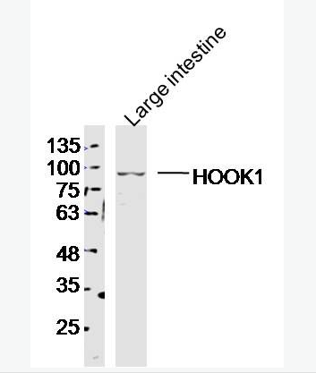 Anti-HOOK1 antibody-HOOK1蛋白抗体