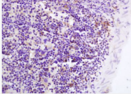 Anti-GPR43 antibody-G蛋白偶联受体43抗体