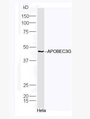 Anti-APOBEC3G antibody-脱氧胞苷脱氨酶蛋白抗体