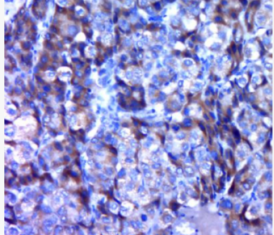 Anti-APOBEC3C antibody-载脂蛋白B-mRNA编辑酶复合物3C抗体