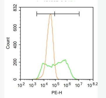 Anti-TRPC1 antibody-瞬时受体电位通道1抗体