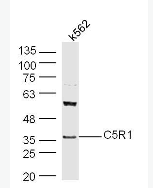 Anti-C5R1 antibody-补体成分5受体1抗体