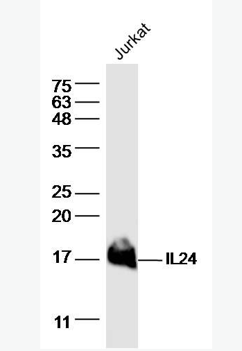 Anti-IL24 antibody-白介素-24抗体