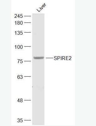Anti-SPIRE2 antibody-SPIRE2蛋白抗体