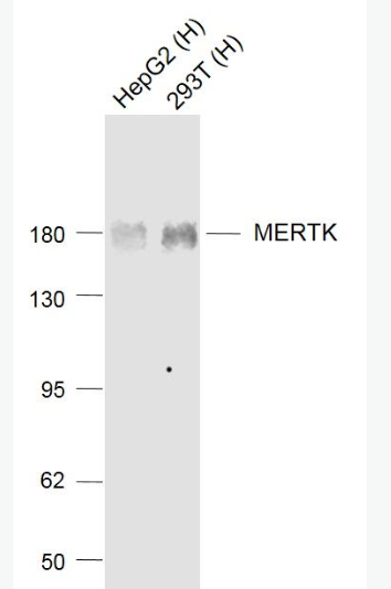 Anti-MERTK antibody-MERTK重组兔单抗