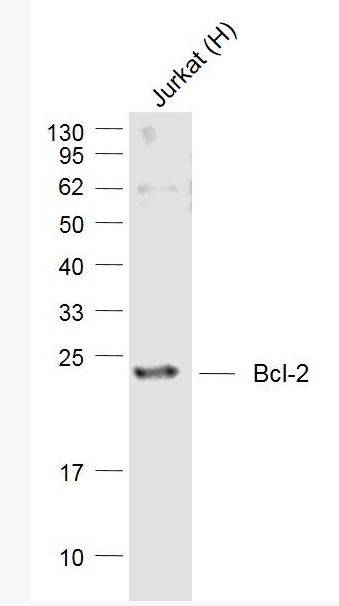 Anti-Bcl-2 antibody-Bcl-2重组兔单抗