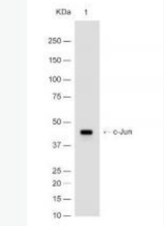 Anti-c-Jun antibody-原癌基因蛋白/活化蛋白1重组兔单抗