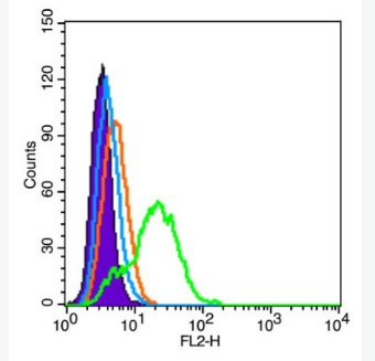 Anti-VWF antibody-血管假性血友病因子/血管性血友病因子抗体