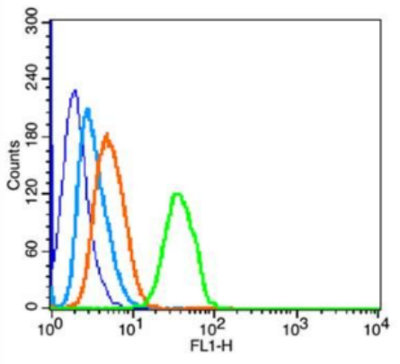 Anti-HAVCR1 antibody-甲型肝炎病毒细胞受体1抗体