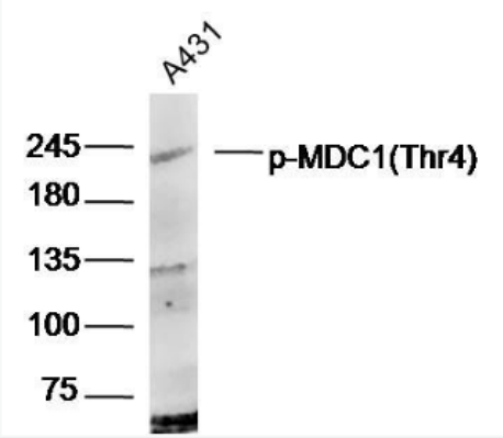 Anti-phospho-MDC1 (Thr4) antibody-磷酸化DNA损伤关卡蛋白1抗体