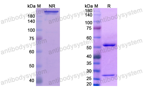 Research Grade Fianlimab  (DHD30405)