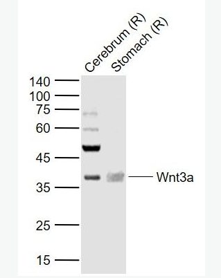 Anti-Wnt3a antibody-信号通路Wnt3a抗体