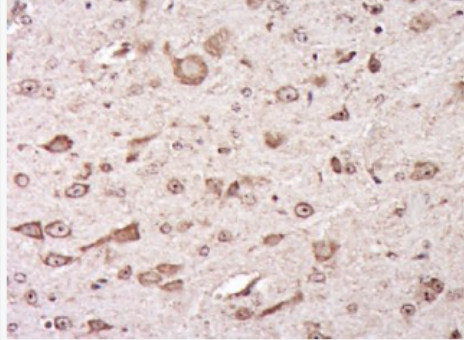 Anti-AGO2antibody-真核翻译起始因子2C2抗体