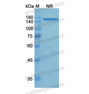 Research Grade Tidutamab  (DHD91601)