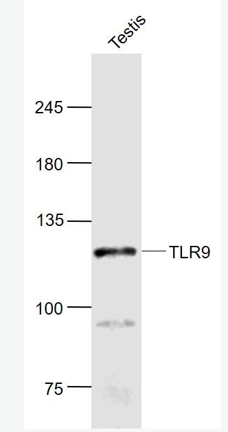 Anti-TLR9 antibody-Toll样受体9抗体