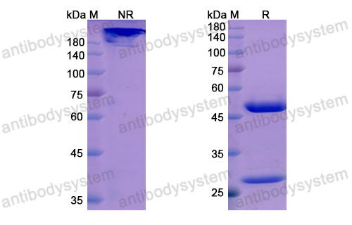 Research Grade Orilanolimab  (DHF14601)