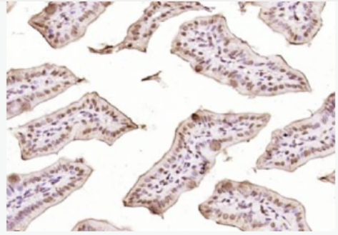 Anti-GATA4 antibody-GATA结合蛋白4抗体