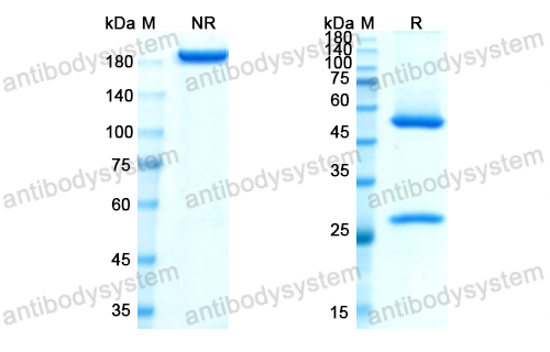 Research Grade Losatuxizumab(DHB86913)