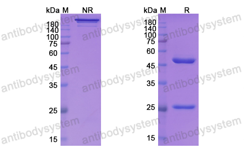 Research Grade Vunakizumab(DHH28804)