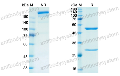 Research Grade Emactuzumab(DHC25202)