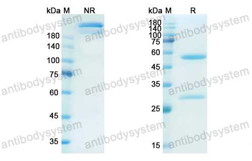 Research Grade Namilumab(DHC06701)