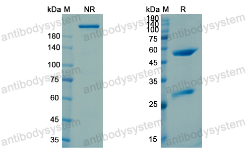 Research Grade Intetumumab(DHC21903)