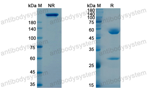 Research Grade Tigatuzumab  (DHA29102)