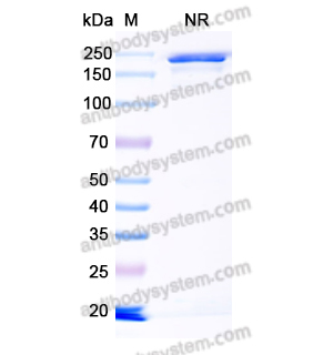 Research Grade Gavilimomab  (DHE14003)