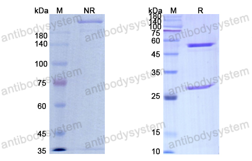 Research Grade Sontuzumab  (DHD14202)