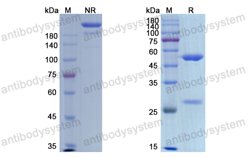 Research Grade Etaracizumab  (DHC21902)