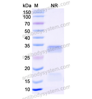 Anti-Human CD11b/ITGAM Nanobody (SAA1302)