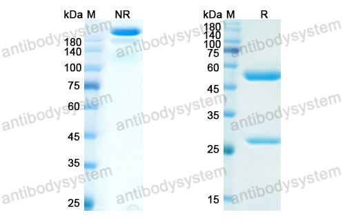 Research Grade Anti-Human CD309/KDR/VEGFR-2 (IMC-1C11) (RHE16601)