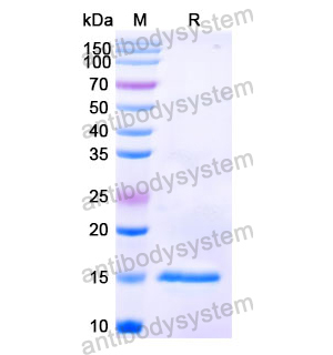 Anti-Human C4A Nanobody (SAA0908)