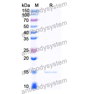 Anti-Clostridium botulinum BoNT/B Nanobody (SAA0940)