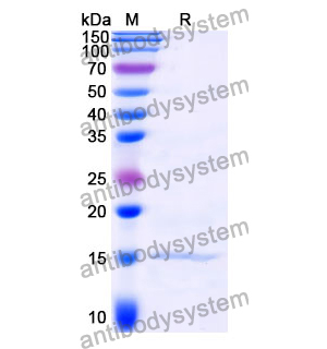 Anti-Clostridium botulinum BoNT/B Nanobody (SAA0941)