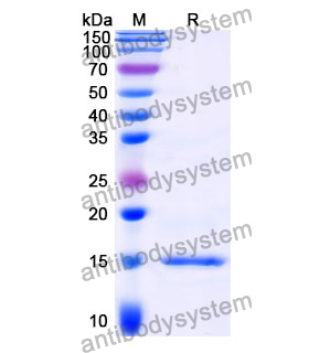 Anti-Clostridium botulinum BoNT/B Nanobody (SAA0938)