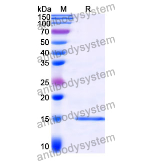 Anti-Clostridium botulinum BoNT/B Nanobody (SAA0939)