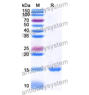 Anti-Human LMO2 Nanobody (SAA0919)