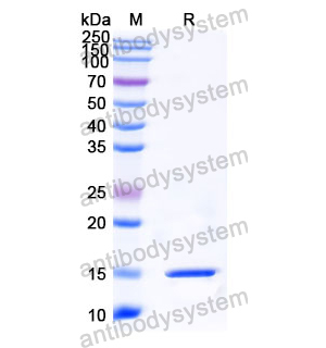 Anti-Human ANGPT2/Ang2 Nanobody (SAA1255)