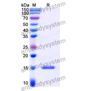 SAA0874