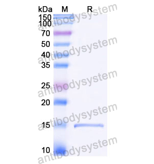 (SAA1119)