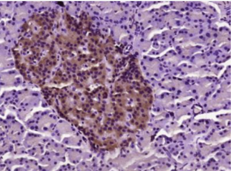 Anti-MUC5B  antibody-粘蛋白-5B抗体