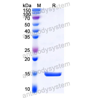 (SAA1149)
