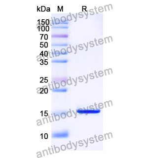 Anti-SARS-CoV-2 S Protein Nanobody (SAA1060)