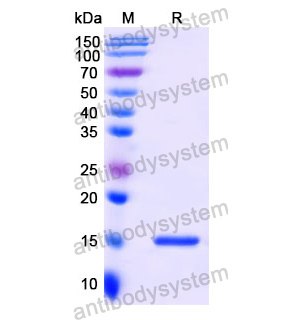 Anti-Human ADRB2 Nanobody (SAA1156)