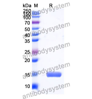Anti-Human MC4R Nanobody (SAA0796)