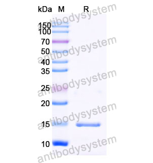 Anti-Human SERPINE1/PAI-1 Nanobody (SAA1318)